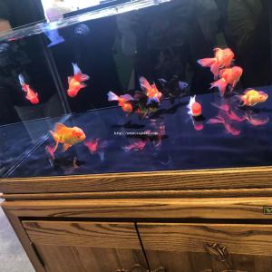 济南历城区鱼缸清洗价格