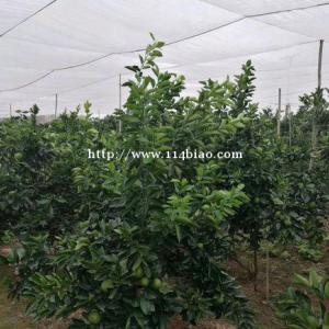 漳州蔬菜防虫网耐晒抗风果树网40目加厚新料防虫网