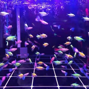 济南鱼缸造景