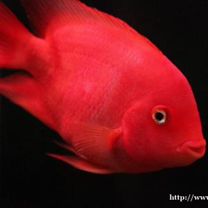 济南鱼缸清洗养护托管