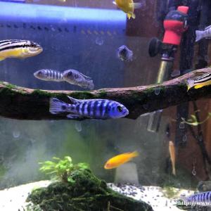 济南鱼病诊断治疗