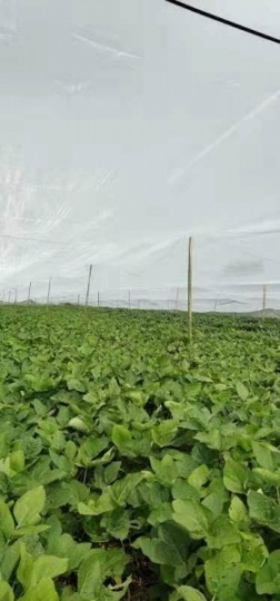 驻马店豆虫网大宽幅加长网棚拼接定做保质保量