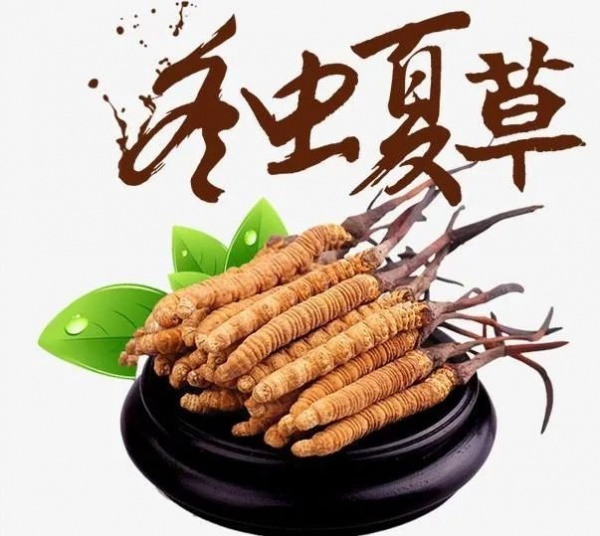 莆田市回收冬虫夏草 发黑 长毛 生虫 杂断草价格