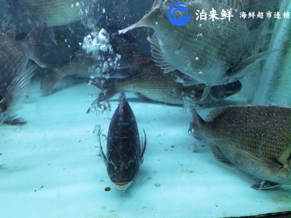 创业好项目，泊来鲜海鲜超市加盟
