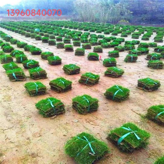 福州马 尼拉草坪批发直供优质草皮草场量大从优