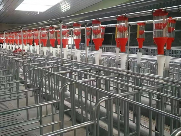 母猪现代自动化饲料喂料线