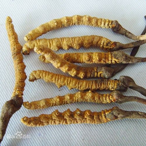 翔安冬虫夏草回收价格多少钱一克