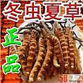 南充市回收冬虫夏草-按产地-规格-干度-颜色确定克价