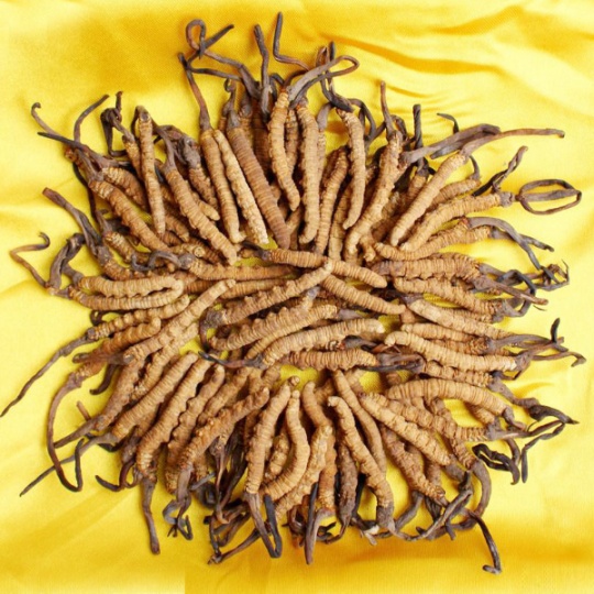 喀什市回收冬虫夏草-按产地青-藏-川-分5个等级-划定克计价