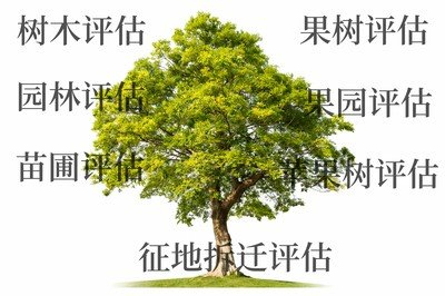 衢州桃树拆迁评估，梨树拆迁评估，枇杷树拆迁评估，葡萄树拆迁评估，杨梅树拆迁评估