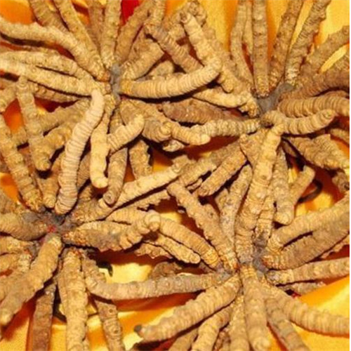 绍兴回收冬虫夏草-看颜色-外形-环纹-闻气味评估品质