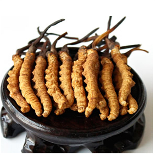 诸暨市回收冬虫夏草-看颜色-外形-环纹-闻气味评估品质