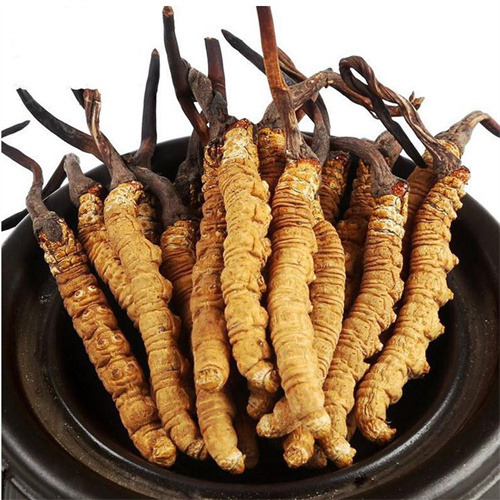 松阳县回收冬虫夏草-看颜色-外形-环纹-大小评估品质