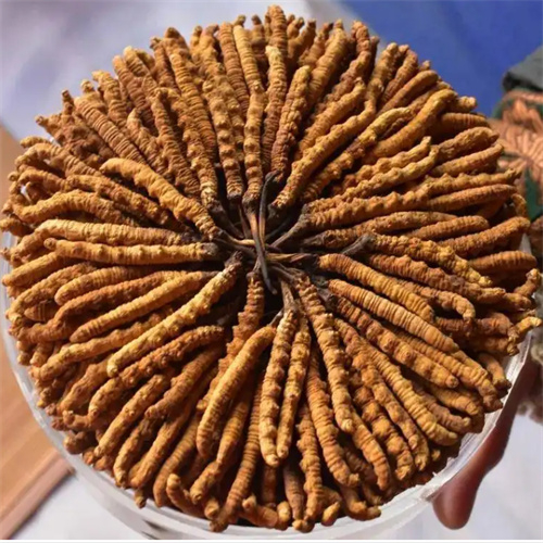 卢湾区回收冬虫夏草-按规格-产地-颜色品质定价格