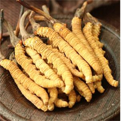 北塘区回收冬虫夏草-看颜色-外形-环纹-大小评估品质