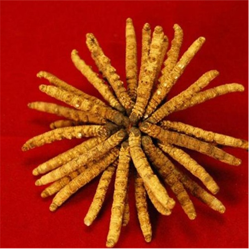 锡山区回收冬虫夏草-看颜色-外形-环纹-大小评估品质