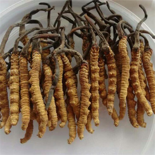 滨湖区回收冬虫夏草-看颜色-外形-环纹-大小评估品质