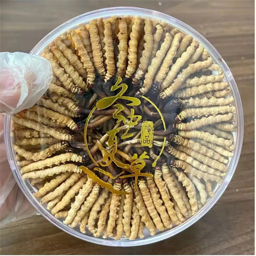 沛县回收冬虫夏草-看颜色-外形-环纹-大小评估品质
