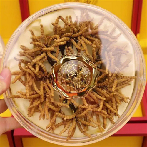 天宁区回收冬虫夏草-看颜色-外形-环纹-大小评估品质