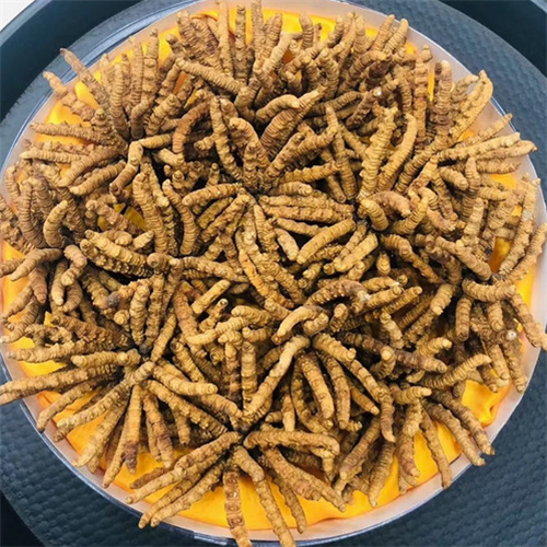 南通市回收冬虫夏草-看颜色-外形-环纹-大小评估品质