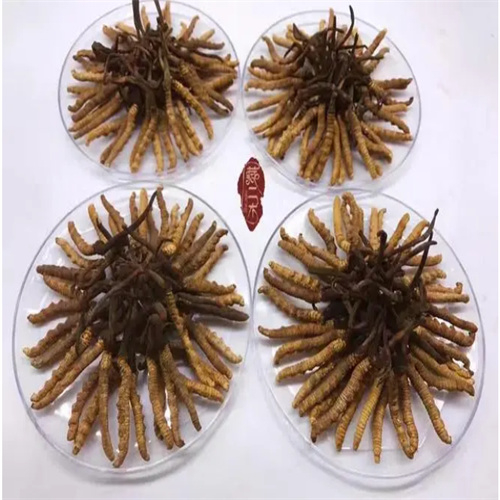 镇江新区回收冬虫夏草-看颜色-外形-环纹-大小评估品质