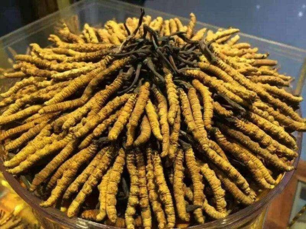 黔南州冬虫夏草回收-王级标准1800根至2000根1公斤