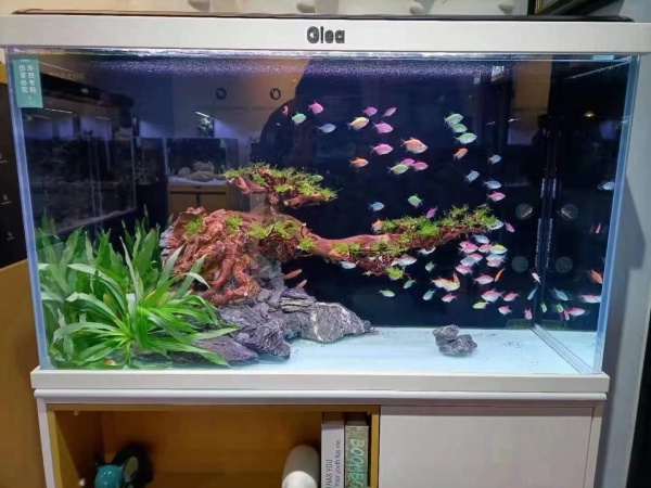 济南东风街道鱼缸上门清洗服务