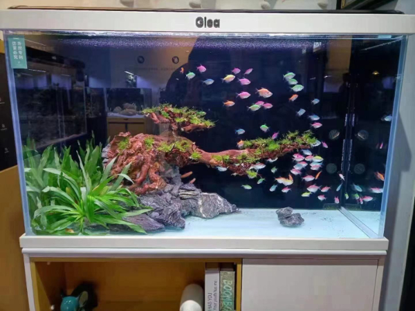 济南市中区白马山周边鱼缸清洗养护