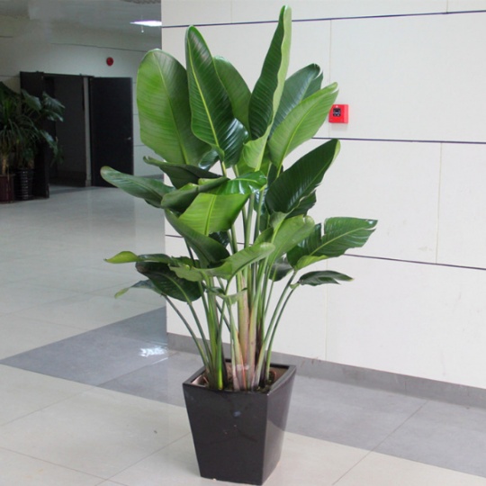 北京花卉绿植租摆养护公司