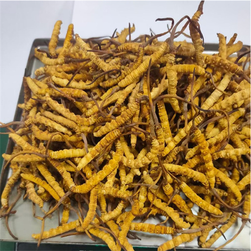 嵊州-王级标准1800根至2000根1公斤的冬虫夏草回收价格