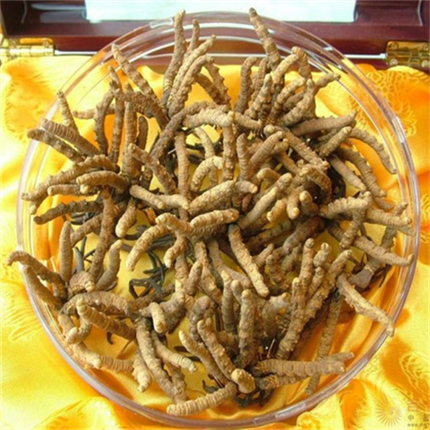 松阳-王级标准1800根至2000根1公斤的冬虫夏草回收价格