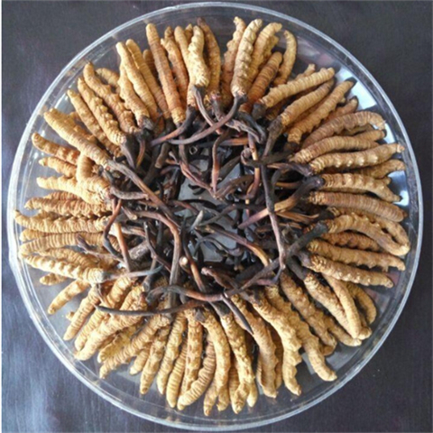 金华回收冬虫夏草-婺城-金东-武义上门收购虫草价格