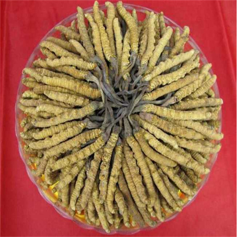 张家港收购虫草-盒-瓶-罐-袋包装30克至1000克均可回收