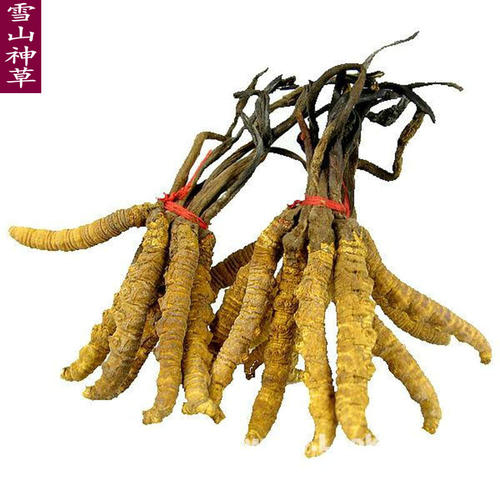 芜湖市回收冬虫夏草-礼品干草按克计价-产地鲜虫按条计价