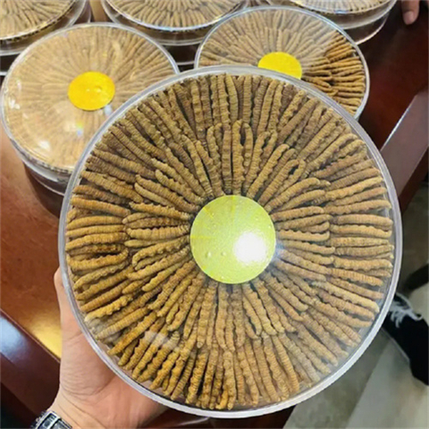 锡山-中级标准2500条至3500条1千克的冬虫夏草回收价格