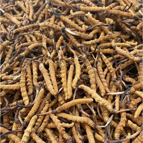 云龙-中级标准2500条至3500条1千克的冬虫夏草回收价格