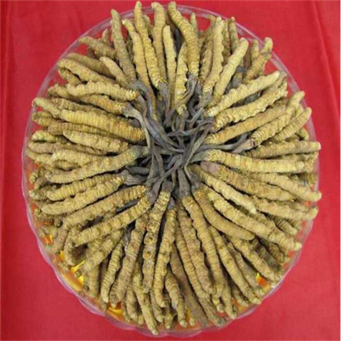 灌云-王级标准1800根至2000根1公斤的冬虫夏草回收价格
