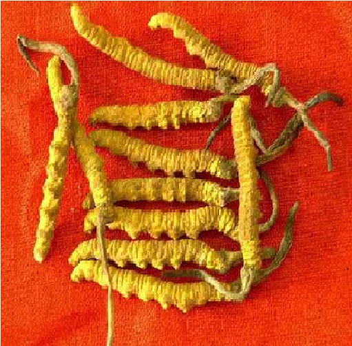 福清市回收冬虫夏草-看干度-分成色-划等级-以数量论克价
