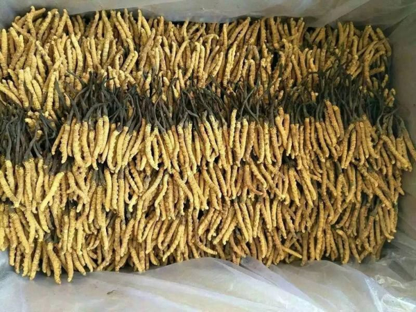 宜宾市回收礼品冬虫夏草-干度好-品相足-规格大-克价高