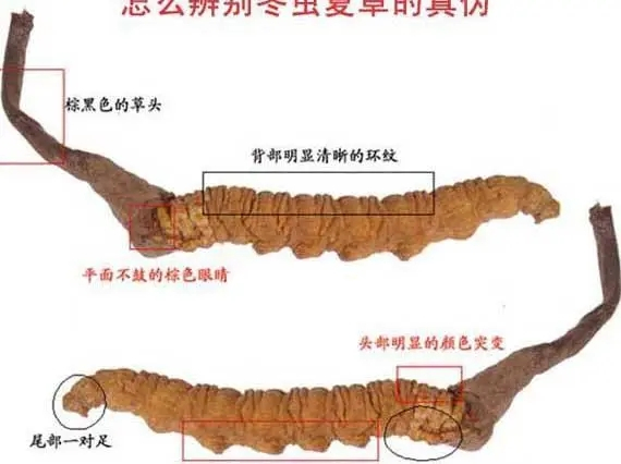资阳市回收礼品冬虫夏草-干度好-品相足-规格大-克价高
