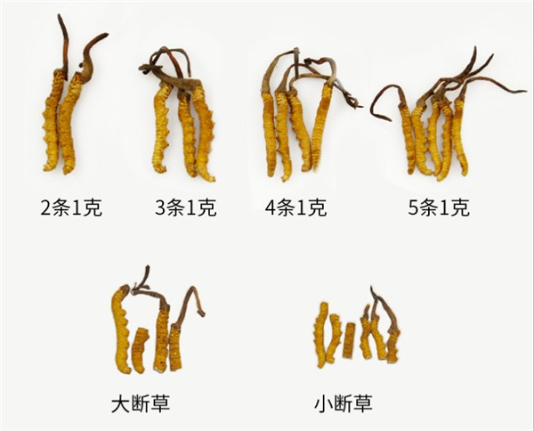 安庆市回收冬虫夏草-按规格2条3根4头5只1克定等计价