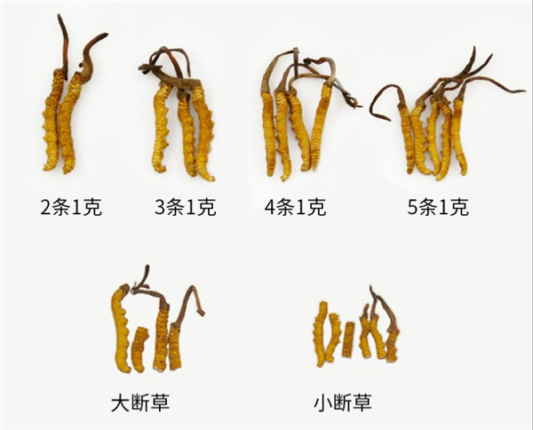 巴彦淖尔回收冬虫夏草-按规格2条3根4头5只1克定等计价