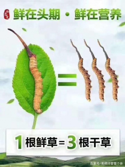 九江市回收冬虫夏草-按规格2条3根4头5只1克定等计价