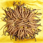长春市回收冬虫夏草-包括虫体完整颜色金黄正品草-缺陷品草