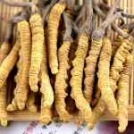 乌鲁木齐市回收冬虫夏草-包括虫体完整颜色金黄正品草-缺陷品草