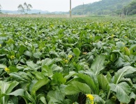 广州市食堂生鲜蔬菜大量供应,冷链配送上门,新鲜达