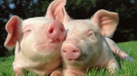 生猪养殖“保险+期货”项目真实案例