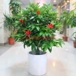 北京花卉租摆绿植租赁