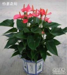 北京花卉绿植养护公司