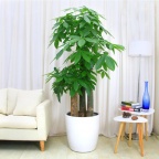 花卉租摆公司北京绿植租赁